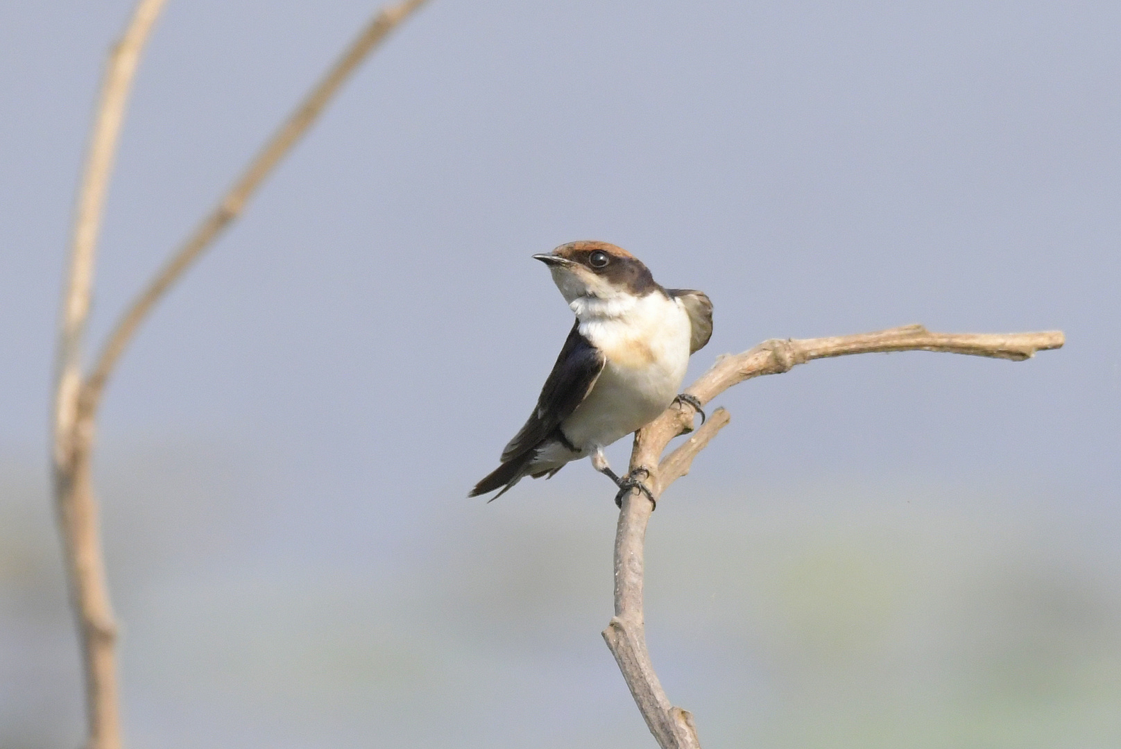 Birds of India