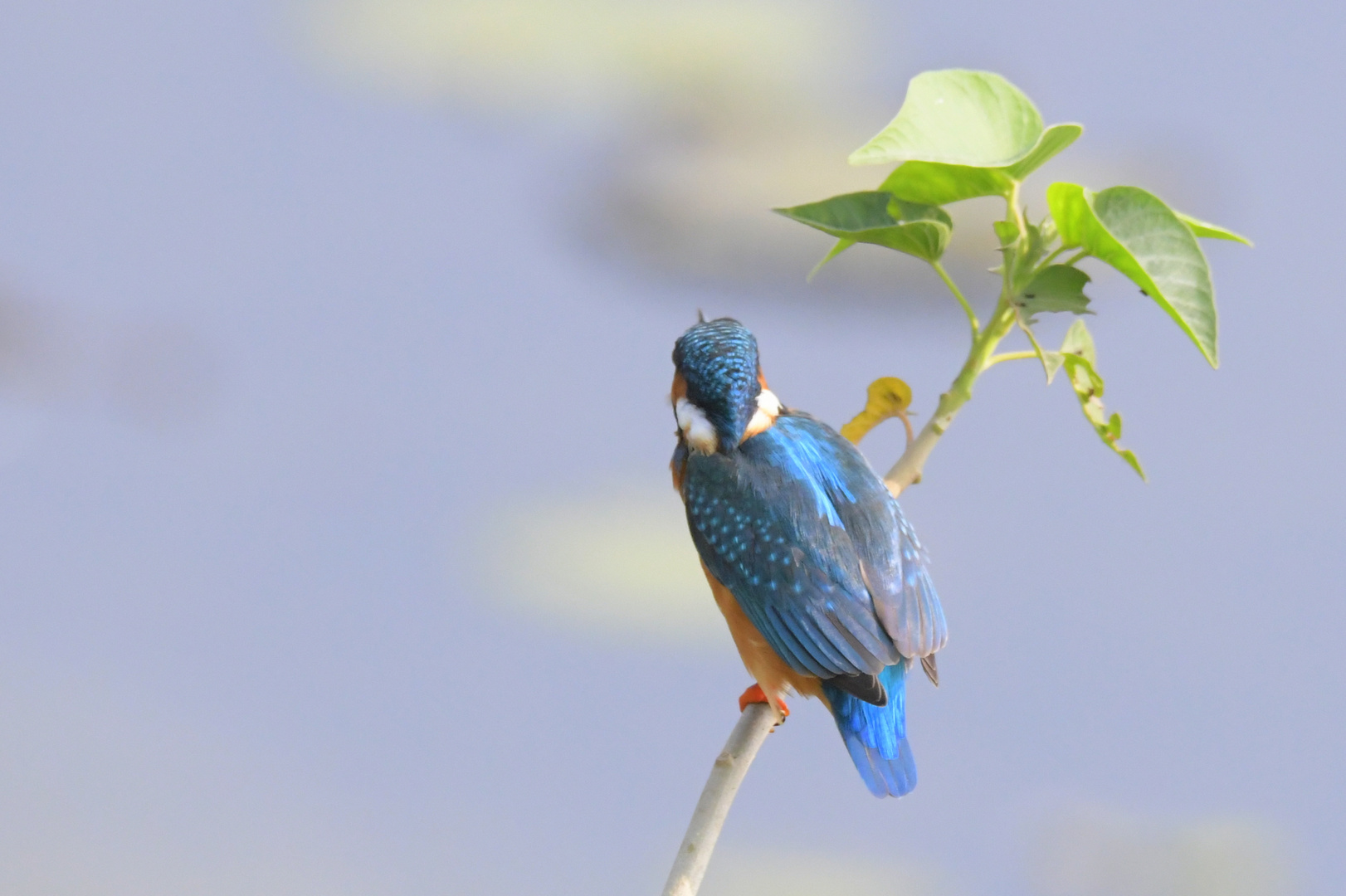 Birds of India