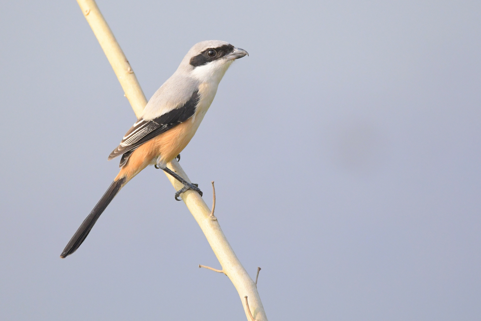 Birds of India