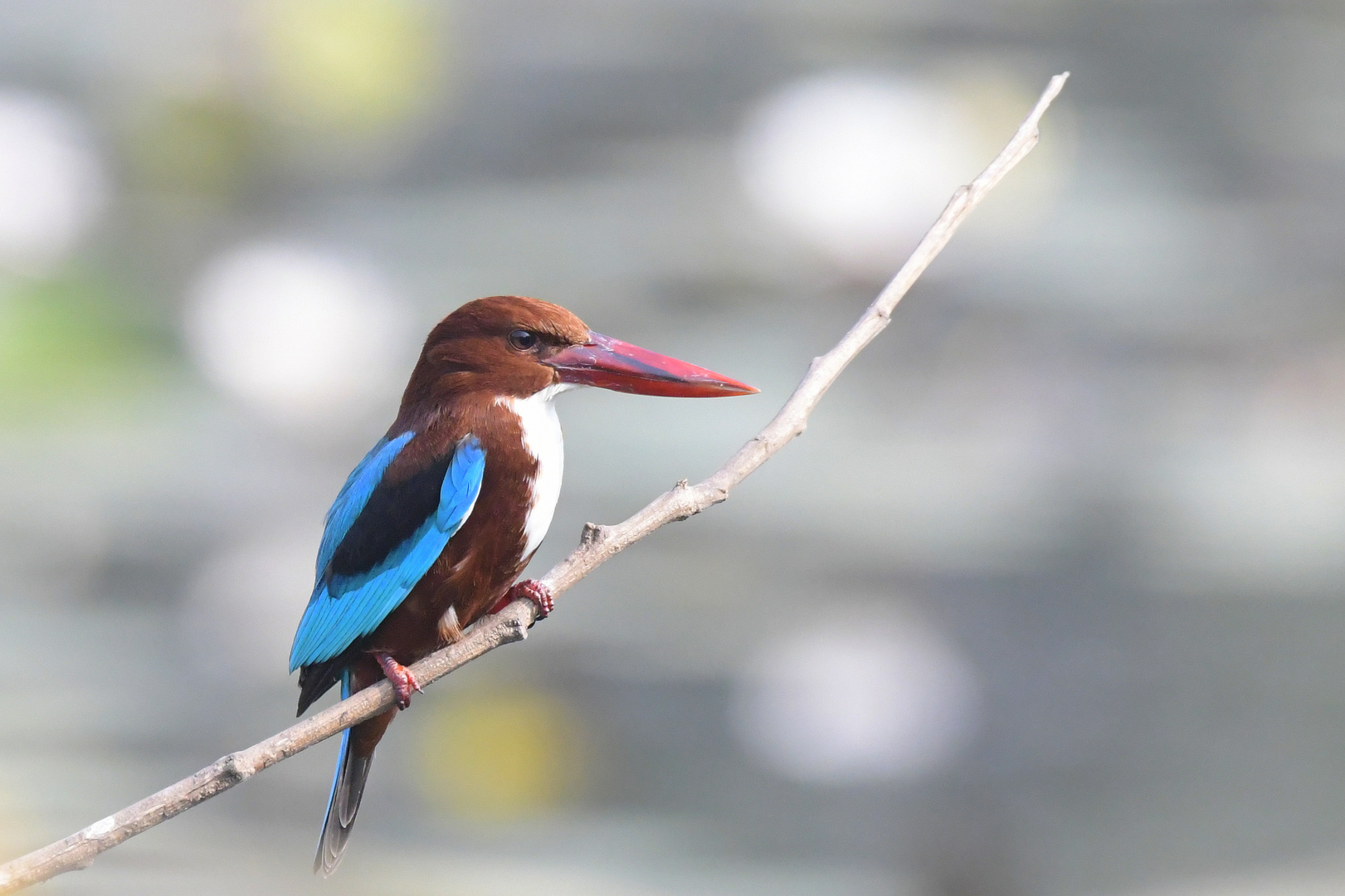 Birds of India