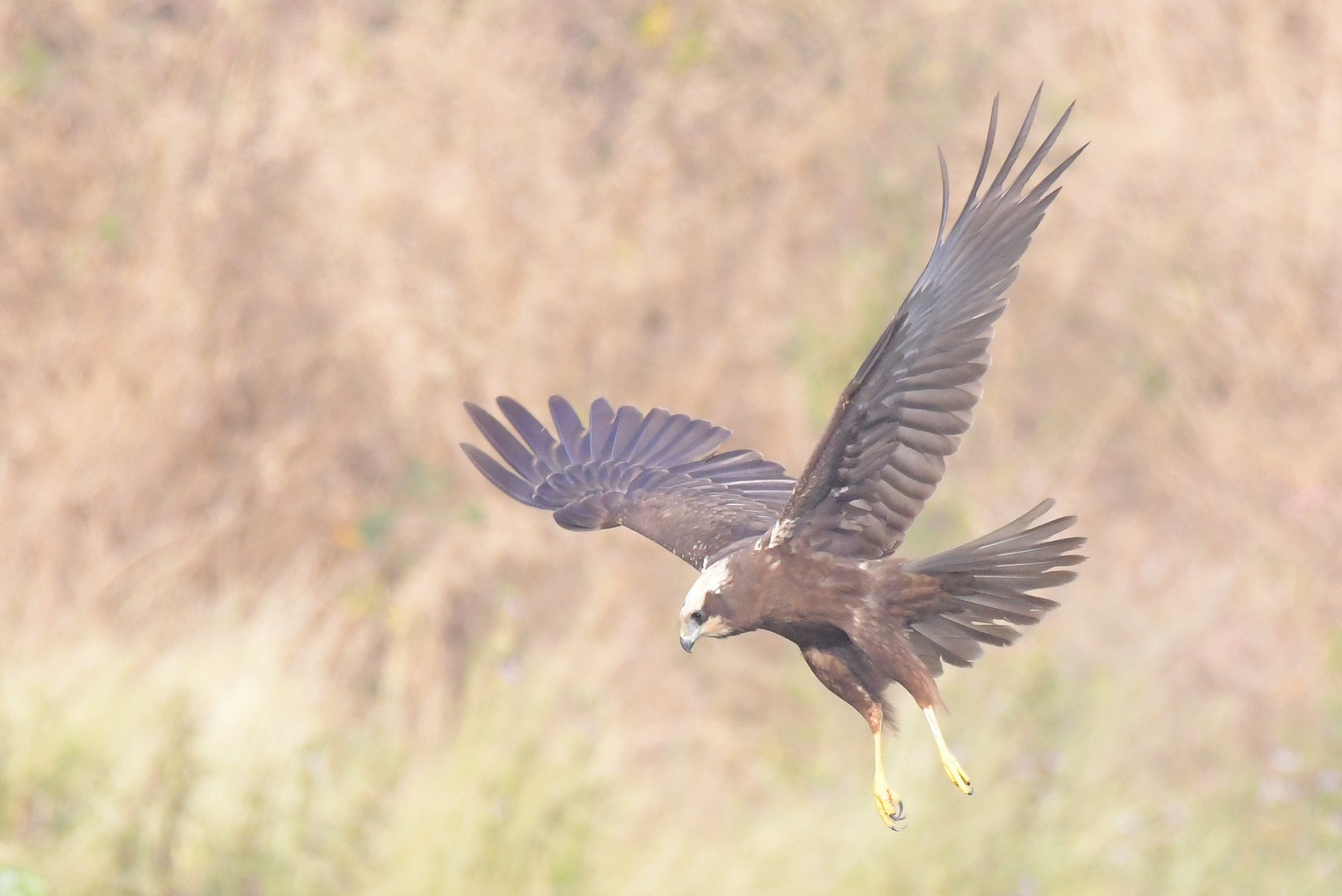 Birds of India