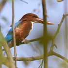 Birds of India