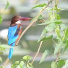 Birds of India