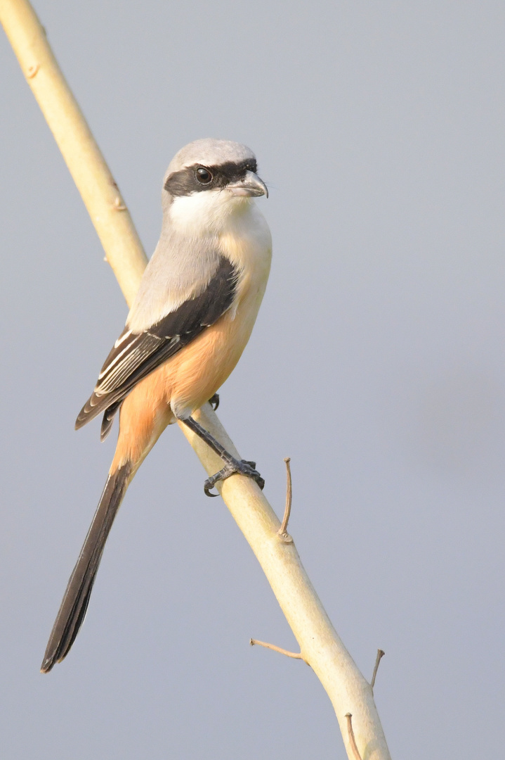 Birds of India