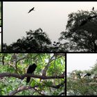Birds of Keoladeo Bird Sanctuary