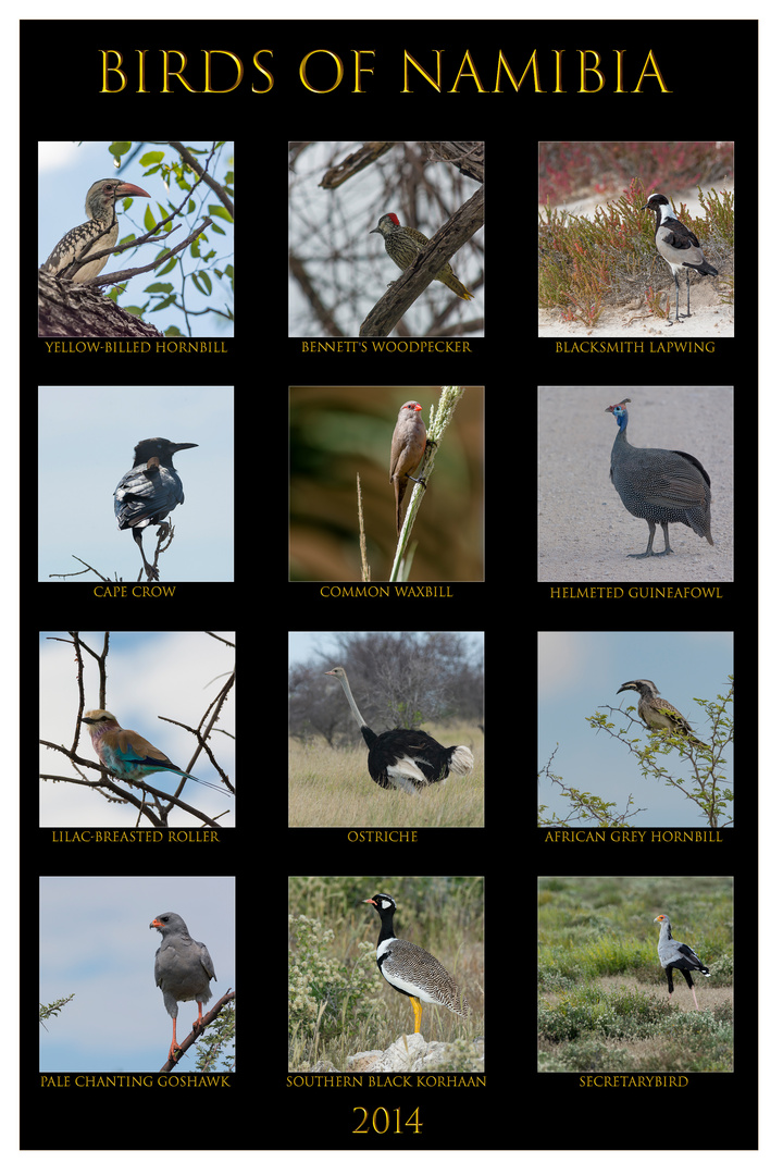 Birds of Namibia