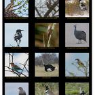 Birds of Namibia