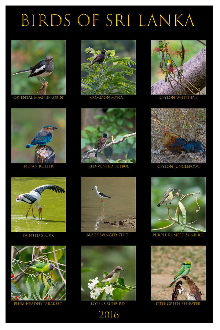 Birds of Sri Lanka