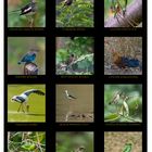 Birds of Sri Lanka