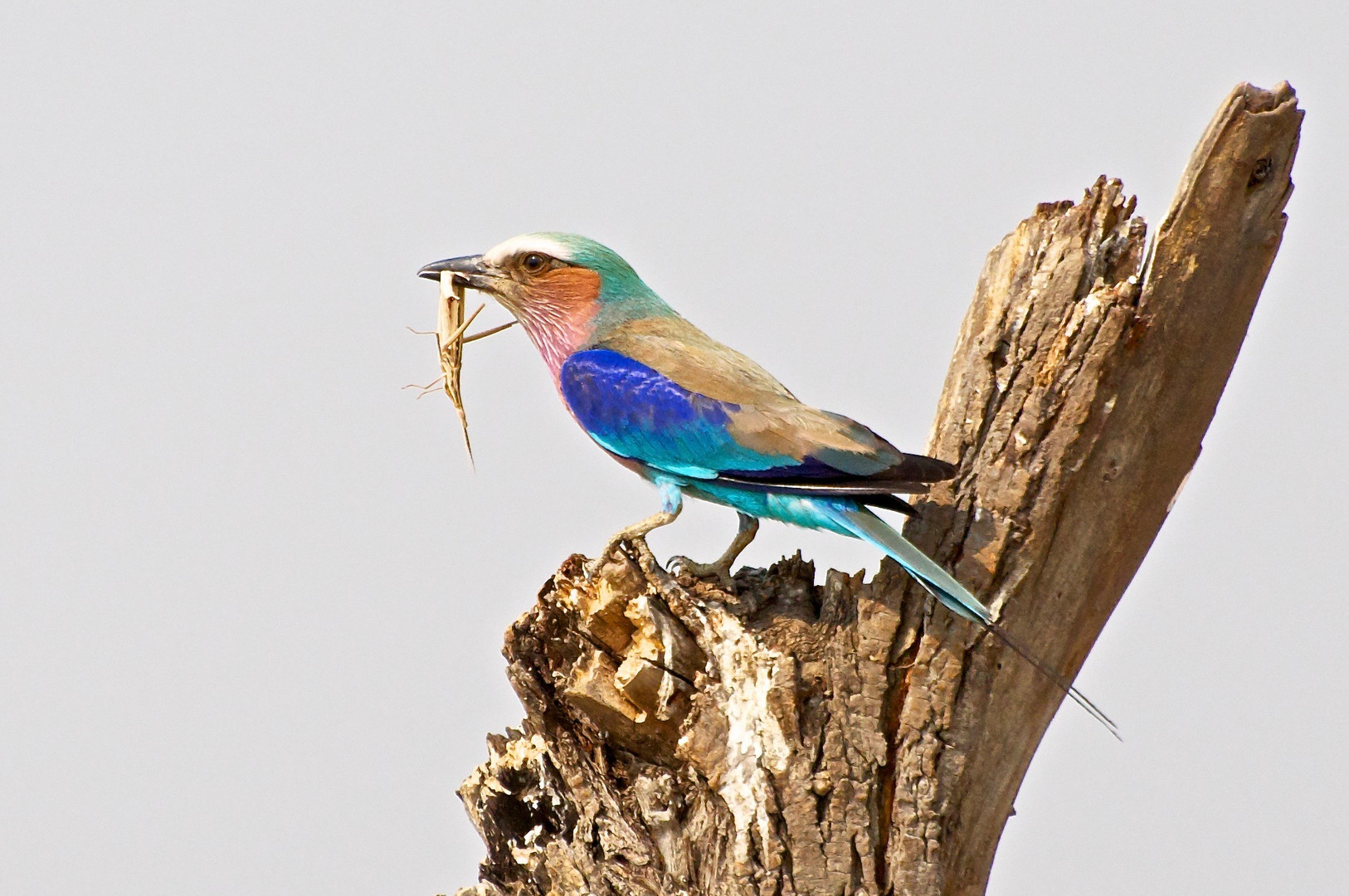 Birds of the Kalahari 2