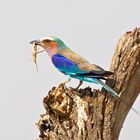 Birds of the Kalahari 2