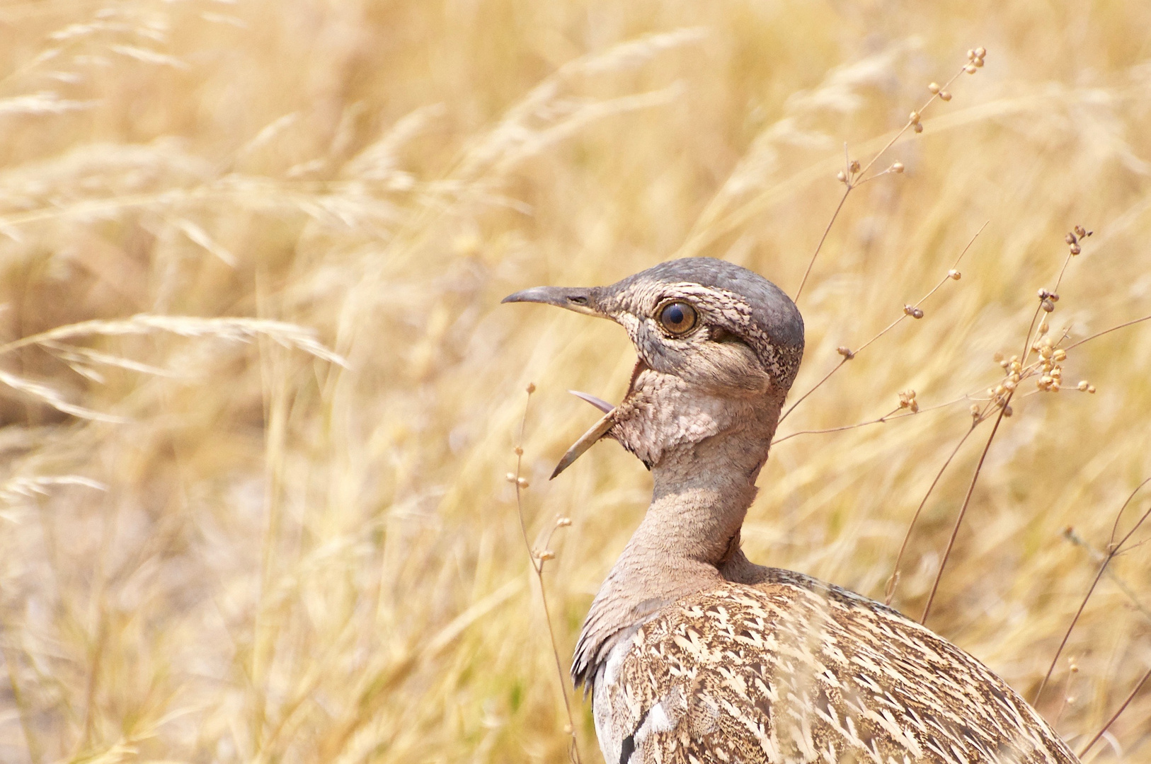 Birds of the Kalahari 3