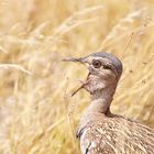 Birds of the Kalahari 3