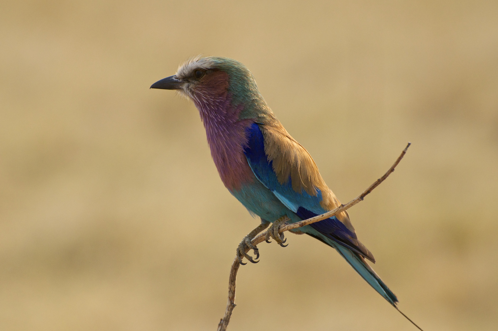 Birds of the Kalahari