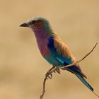 Birds of the Kalahari