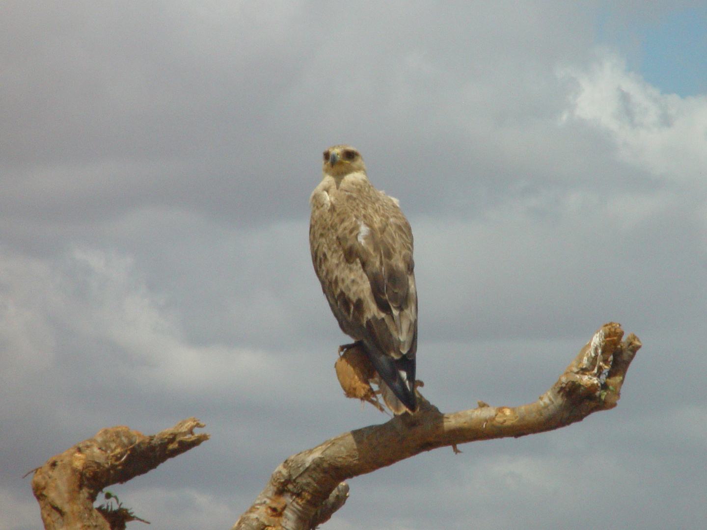 Birds of Tsavo