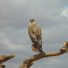 Birds of Tsavo