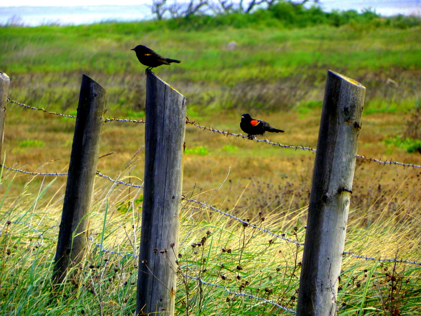 Birds on a Fence