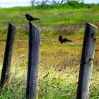 Birds on a Fence