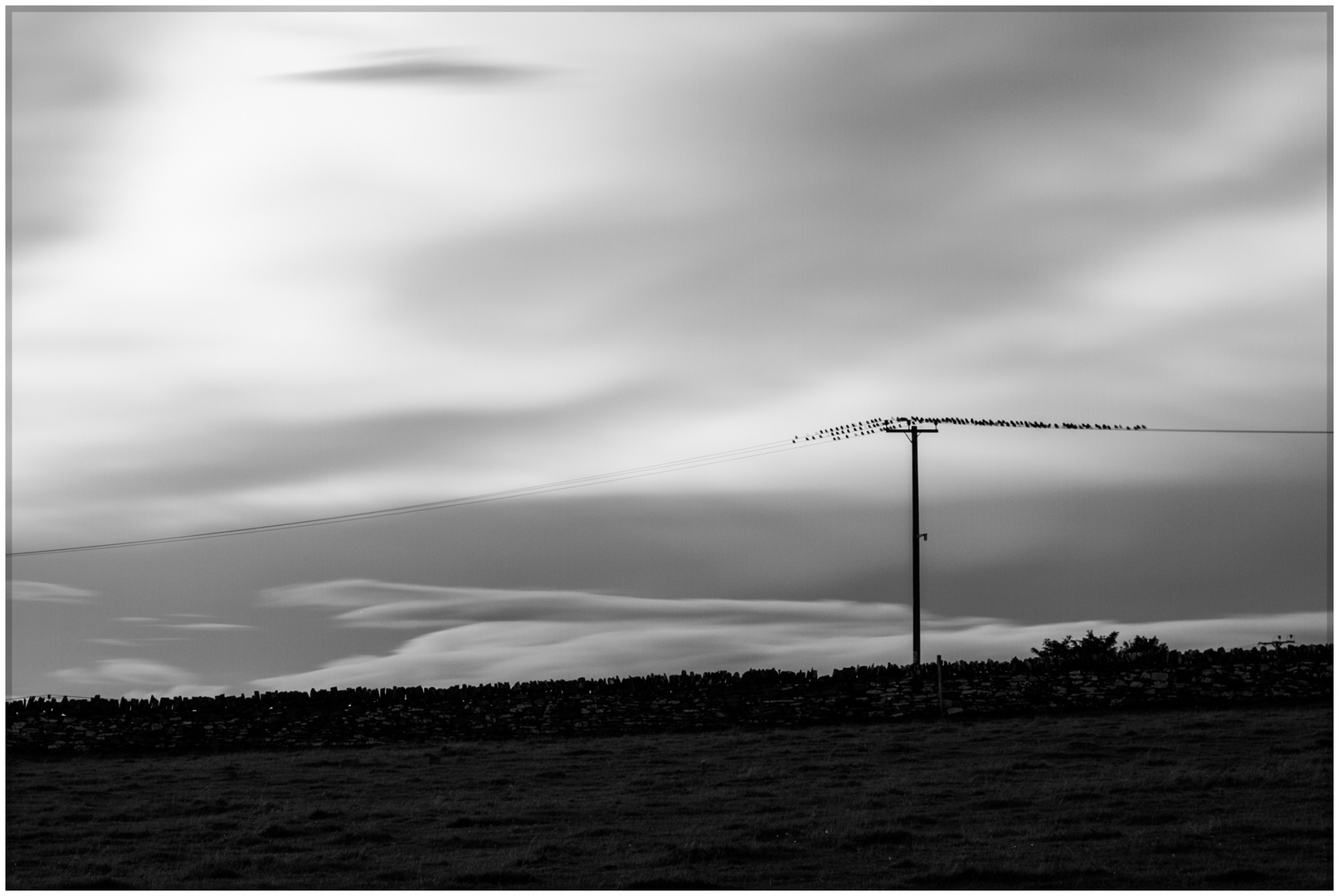 birds on a power line