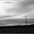 birds on a power line