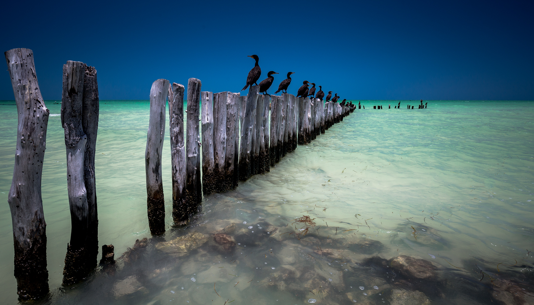 Birds on a Stick