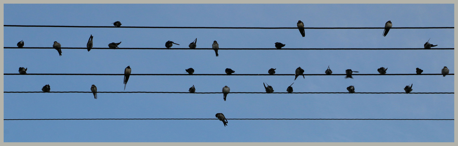 birds on a wire