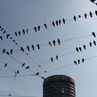 Birds on a Wire