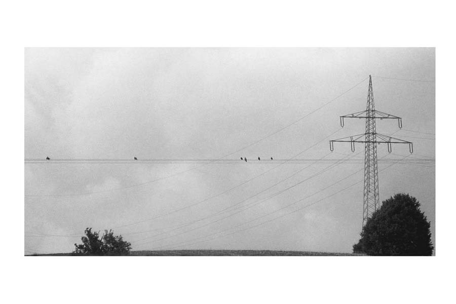 birds on a wire