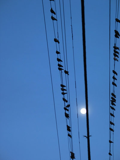 Birds on a Wire