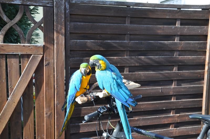 Birds on bike