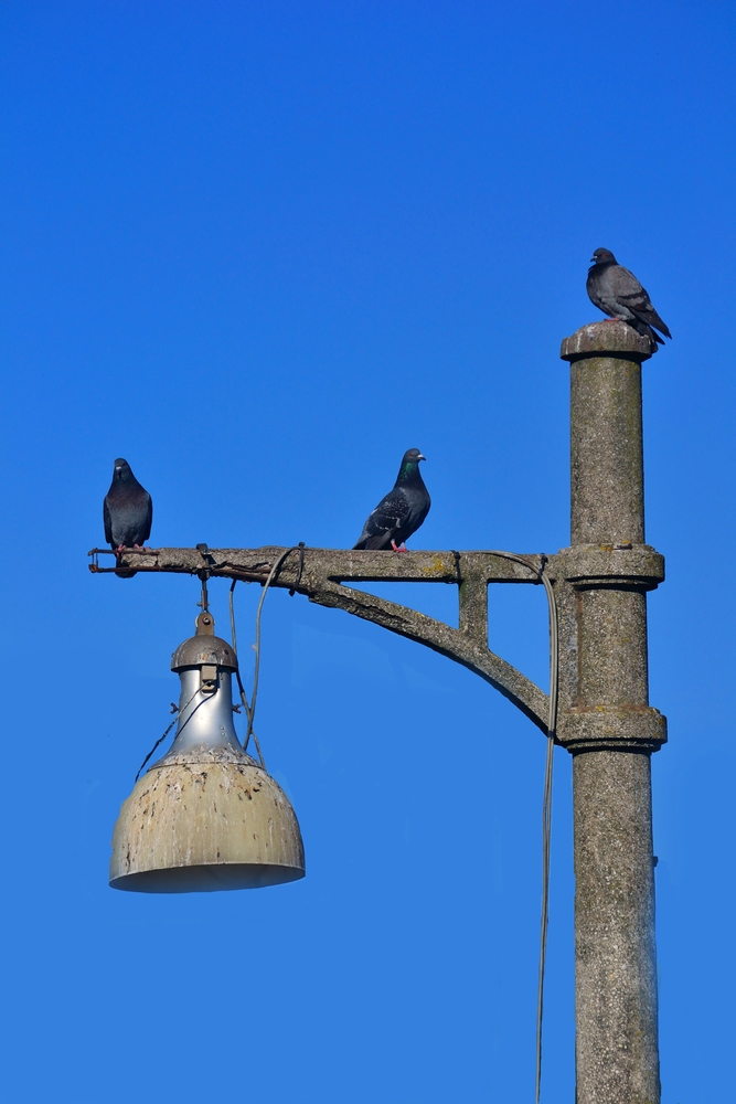 Birds on blue