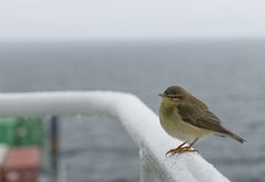 birds on board