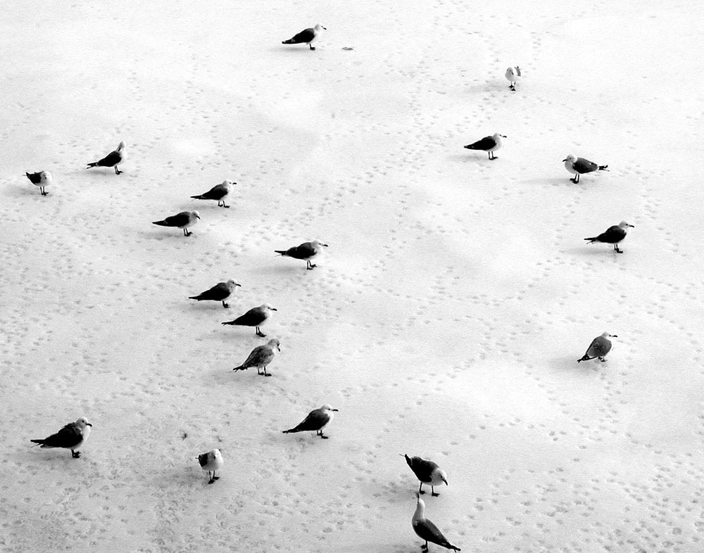 Birds on Ice