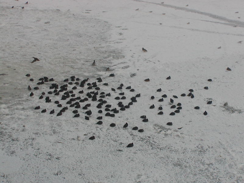 birds on ice