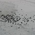 birds on ice