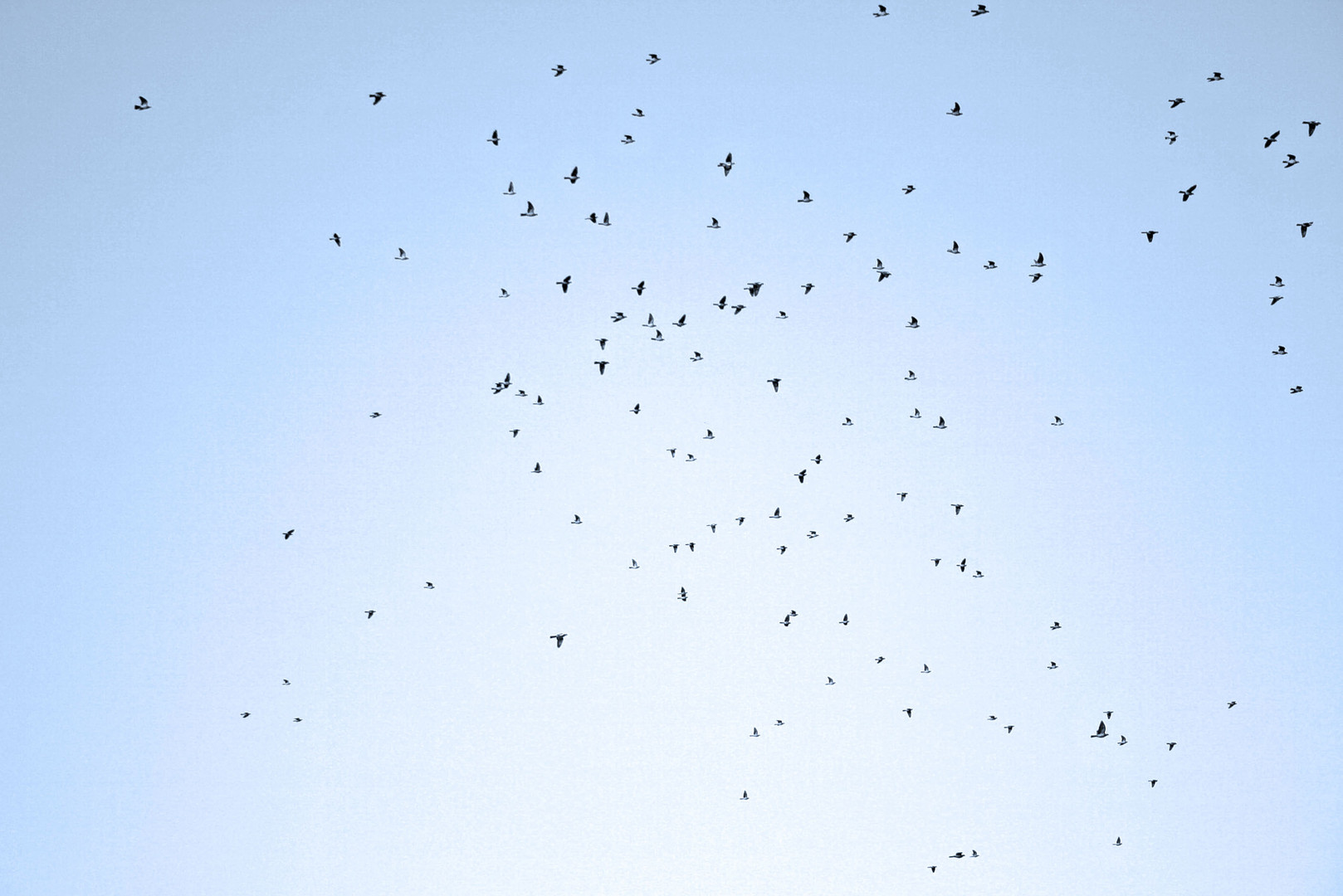 Birds on Sky