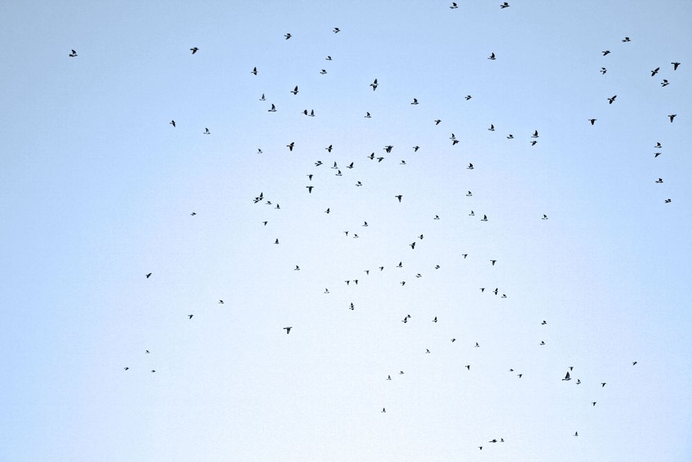 Birds on Sky