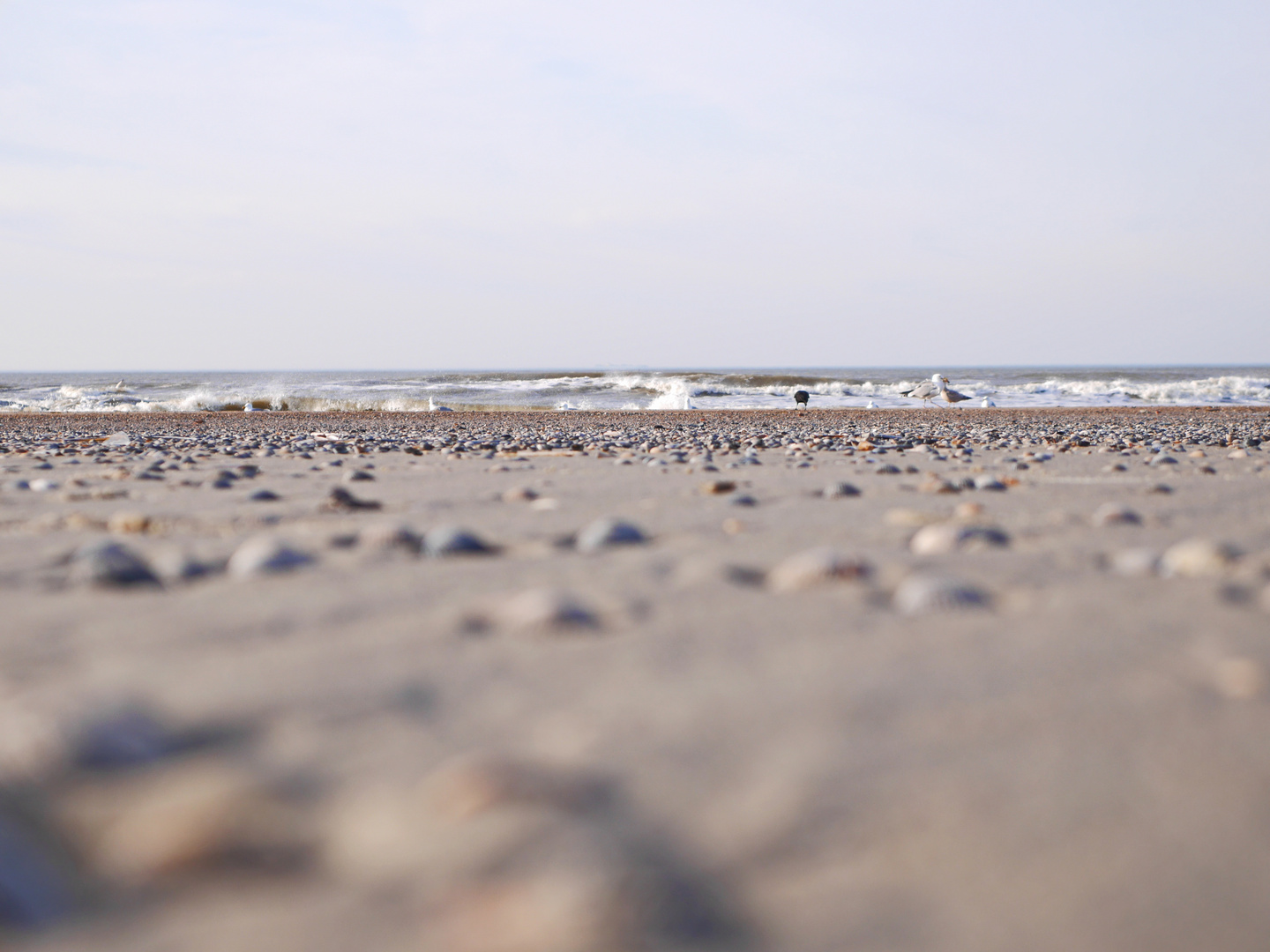 Birds on the Beach