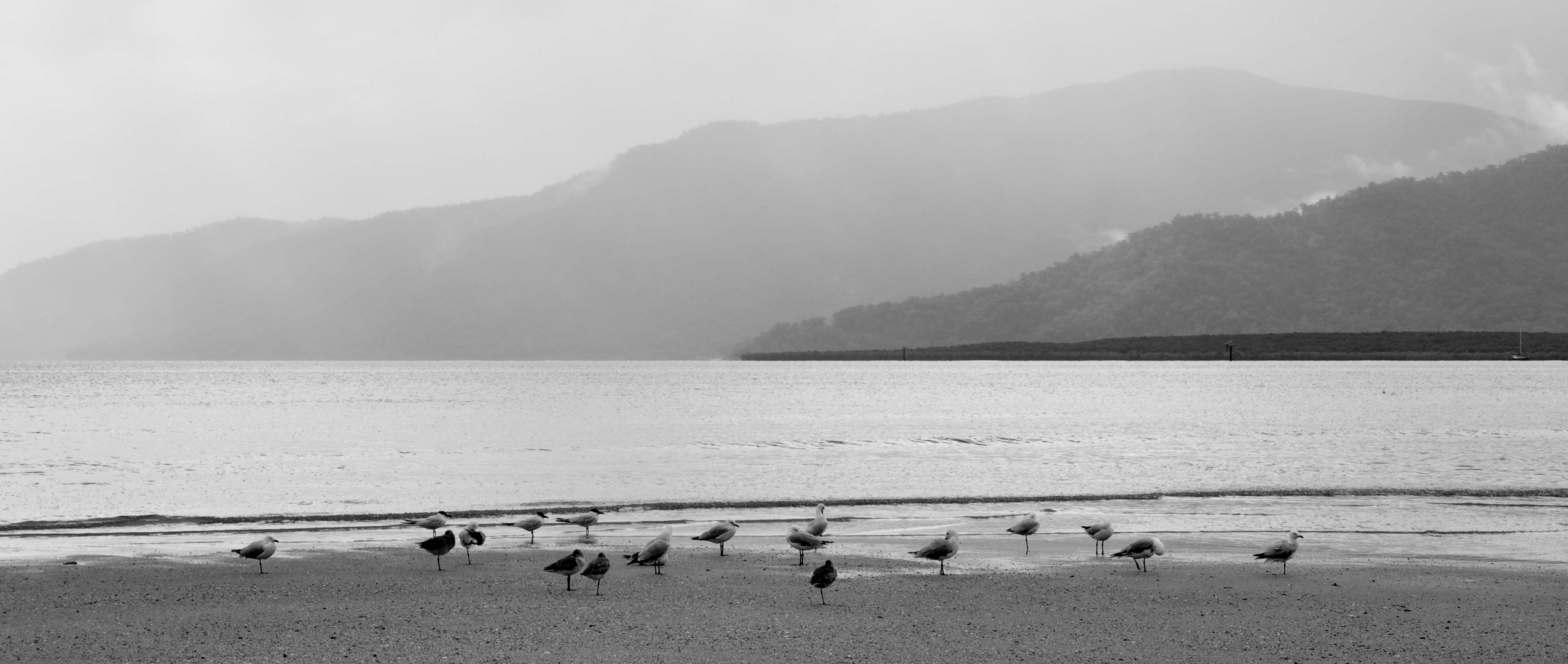 birds on the beach