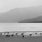 birds on the beach