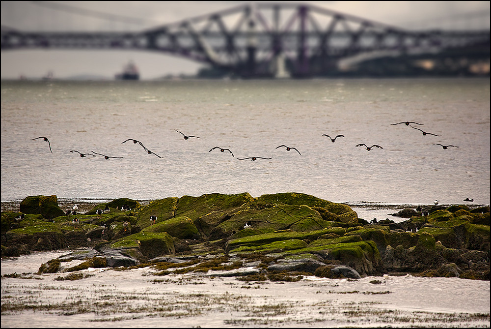 - birds on the Forth -