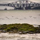 - birds on the Forth -