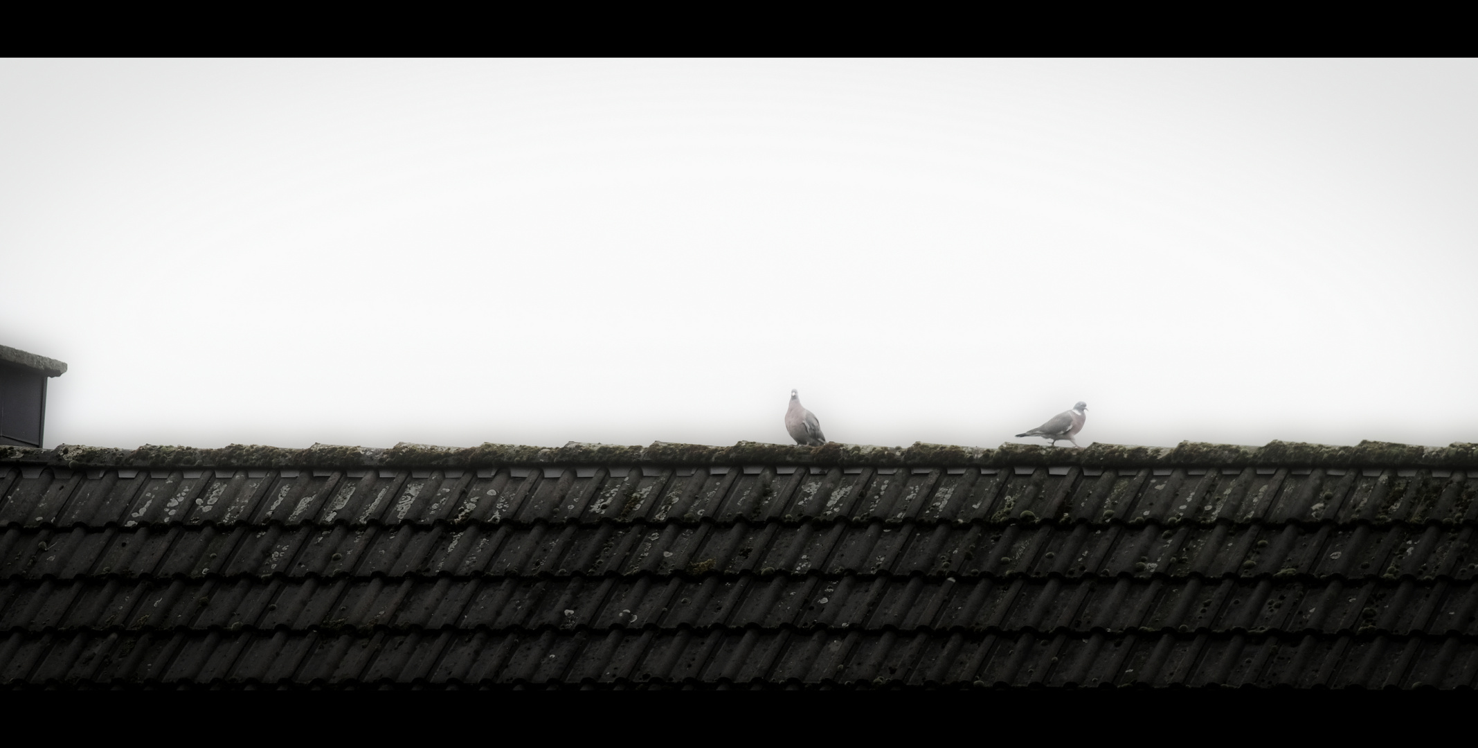 Birds on the Roof
