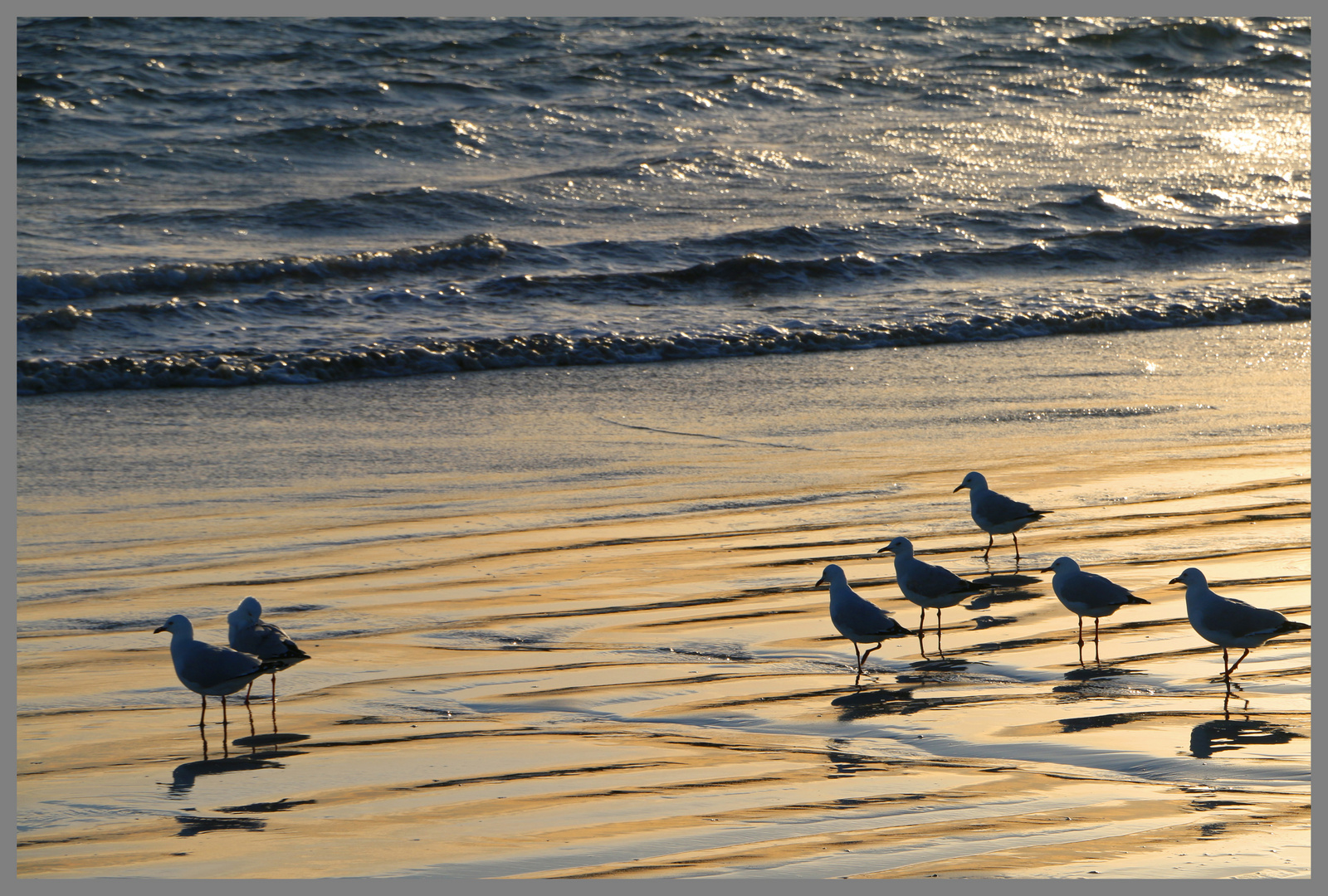 birds on the strand Griffiths island at dawn 3