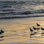 birds on the strand Griffiths island at dawn 3