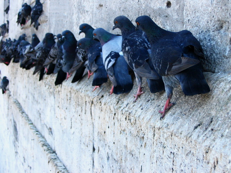 Birds on the wall