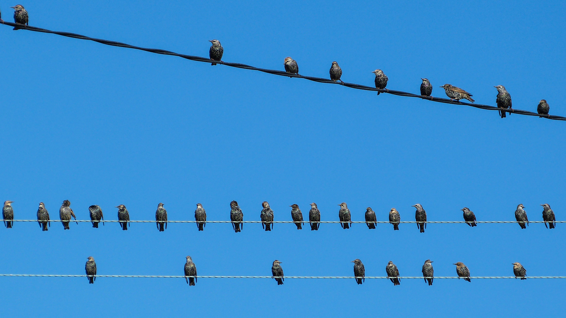 Birds on the wire