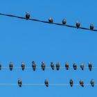 Birds on the wire