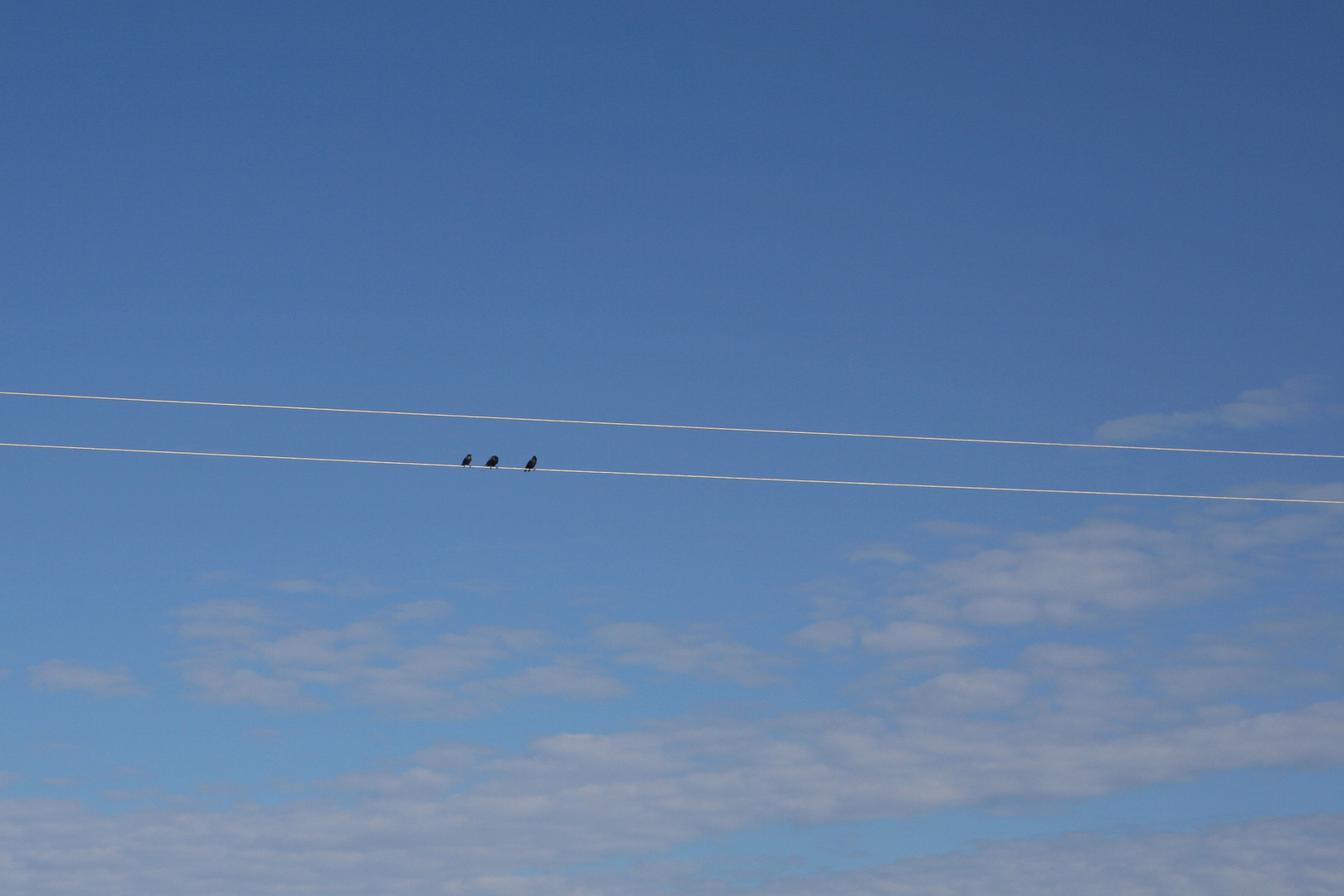 birds on the wire